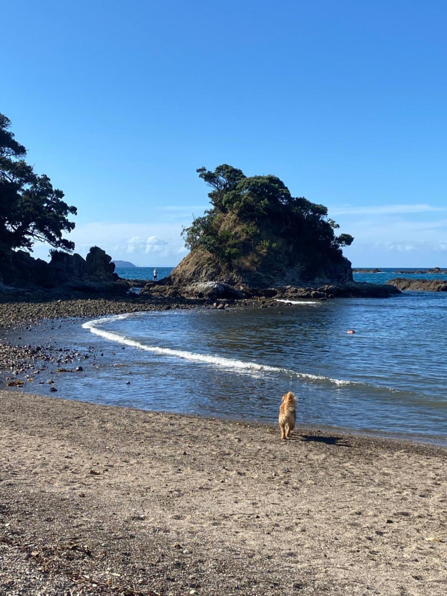 Kereru Cabin - Spectacular Seaviews, Rustic, Glamping Eco Adventure Palm Beach Bagian luar foto