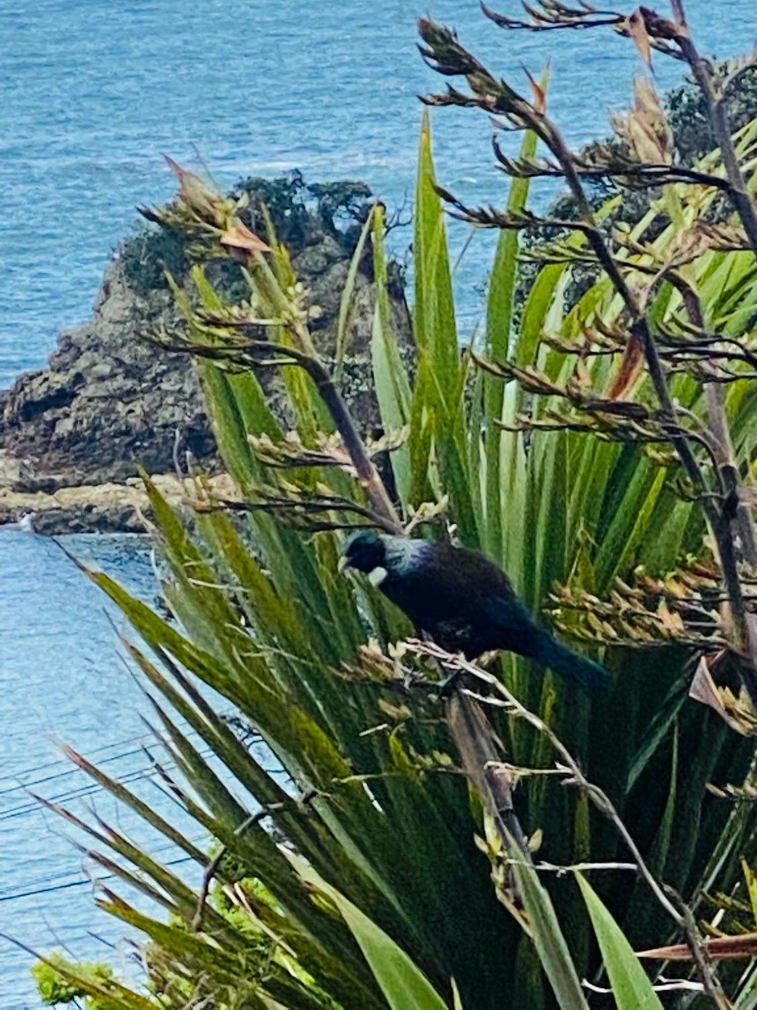 Kereru Cabin - Spectacular Seaviews, Rustic, Glamping Eco Adventure Palm Beach Bagian luar foto